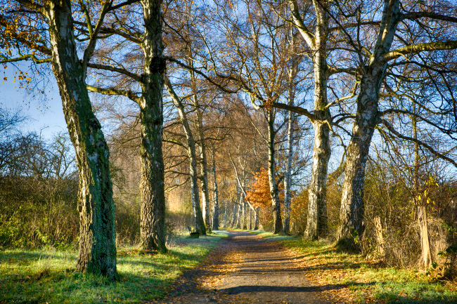 Birken in der Hermann-Löns-Allee